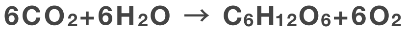 6CO2+6H2O=C6H12O6+6O2
