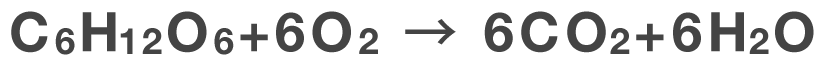 C6H12O6+6O2=6CO2+6H2O